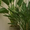 Spathiphyllum – Image 2