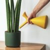Euphorbia Ingens – Image 2
